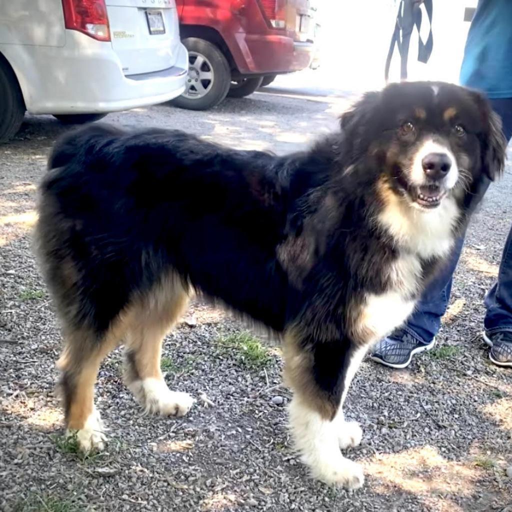 Yoshi, Adoptable, Adult Male Australian Shepherd.