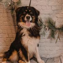 Enlarge Yoshi, a Adoptable Australian Shepherd in Kittanning, PA image 2/5