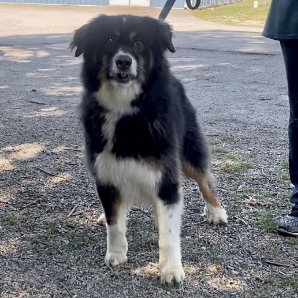 Enlarge Yoshi, a Adoptable Australian Shepherd in Kittanning, PA image 3/5