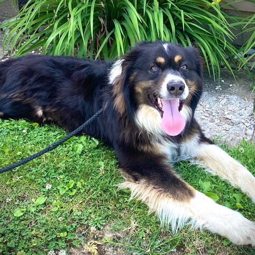 Enlarge Yoshi, a Adoptable Australian Shepherd in Kittanning, PA image 4/5