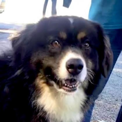 Enlarge Yoshi, a Adoptable Australian Shepherd in Kittanning, PA image 5/5