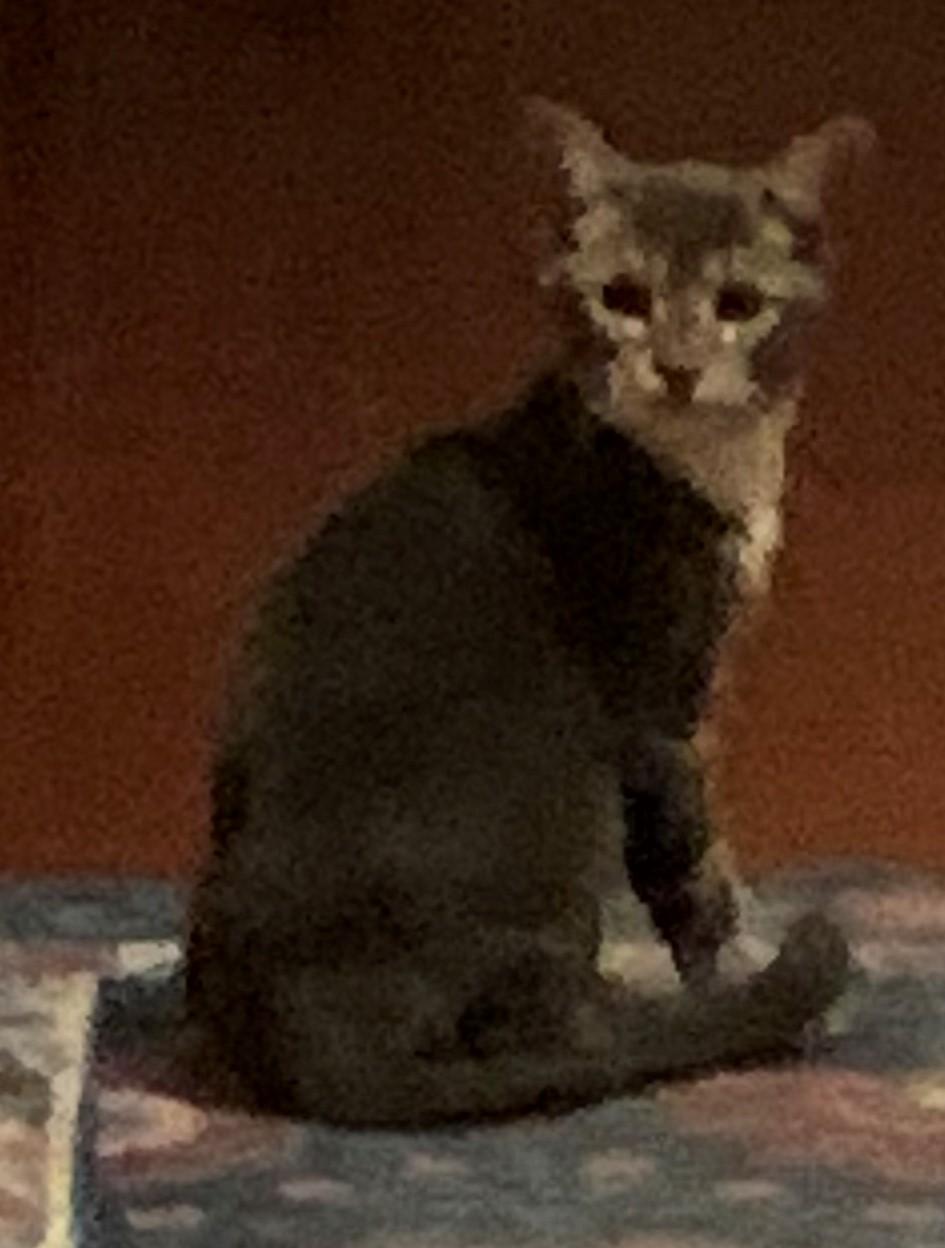 Stella, Adopted, Adult Female Domestic Short Hair.
