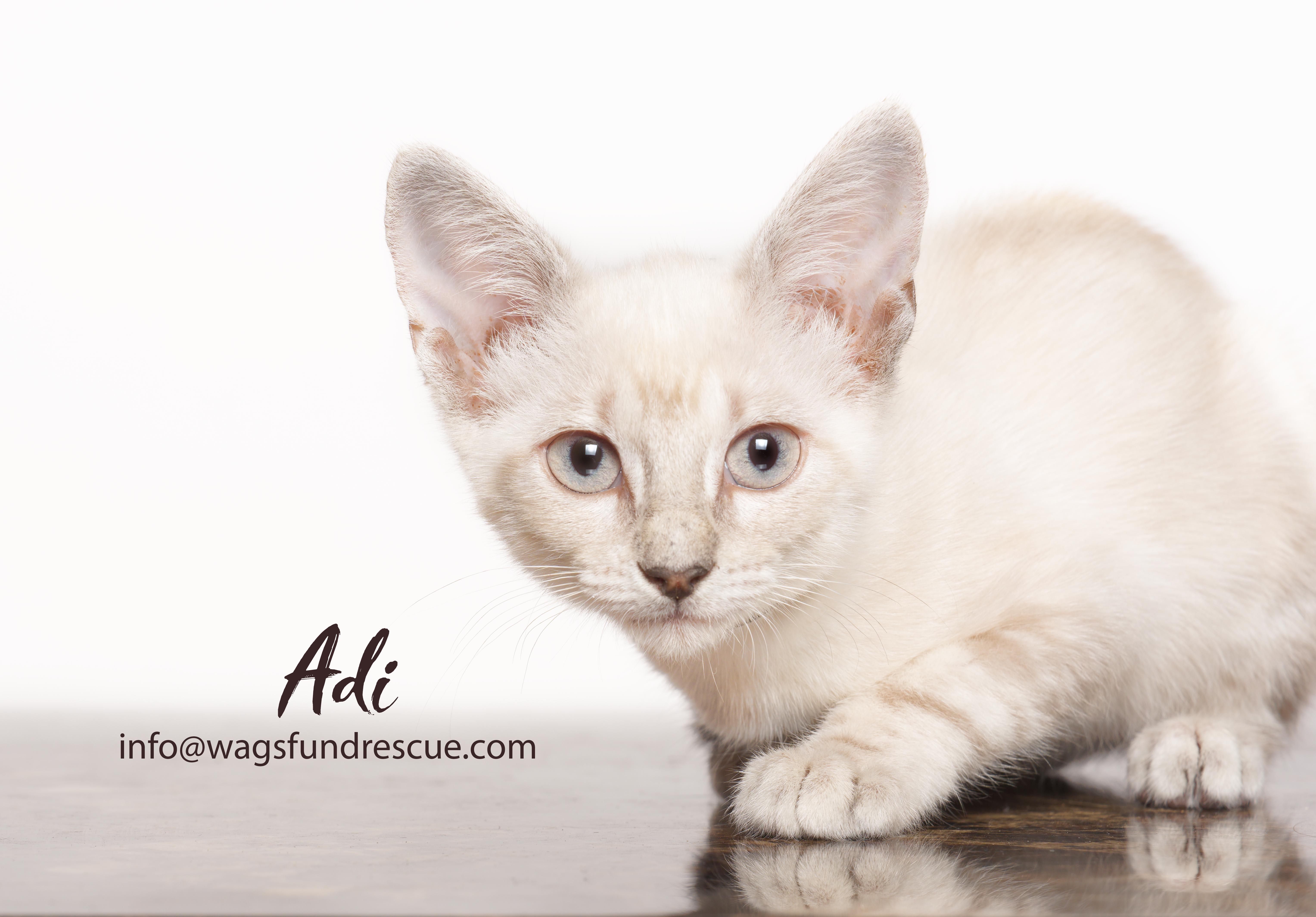 Adi, ADOPTABLE, Kitten Female Domestic Short Hair.