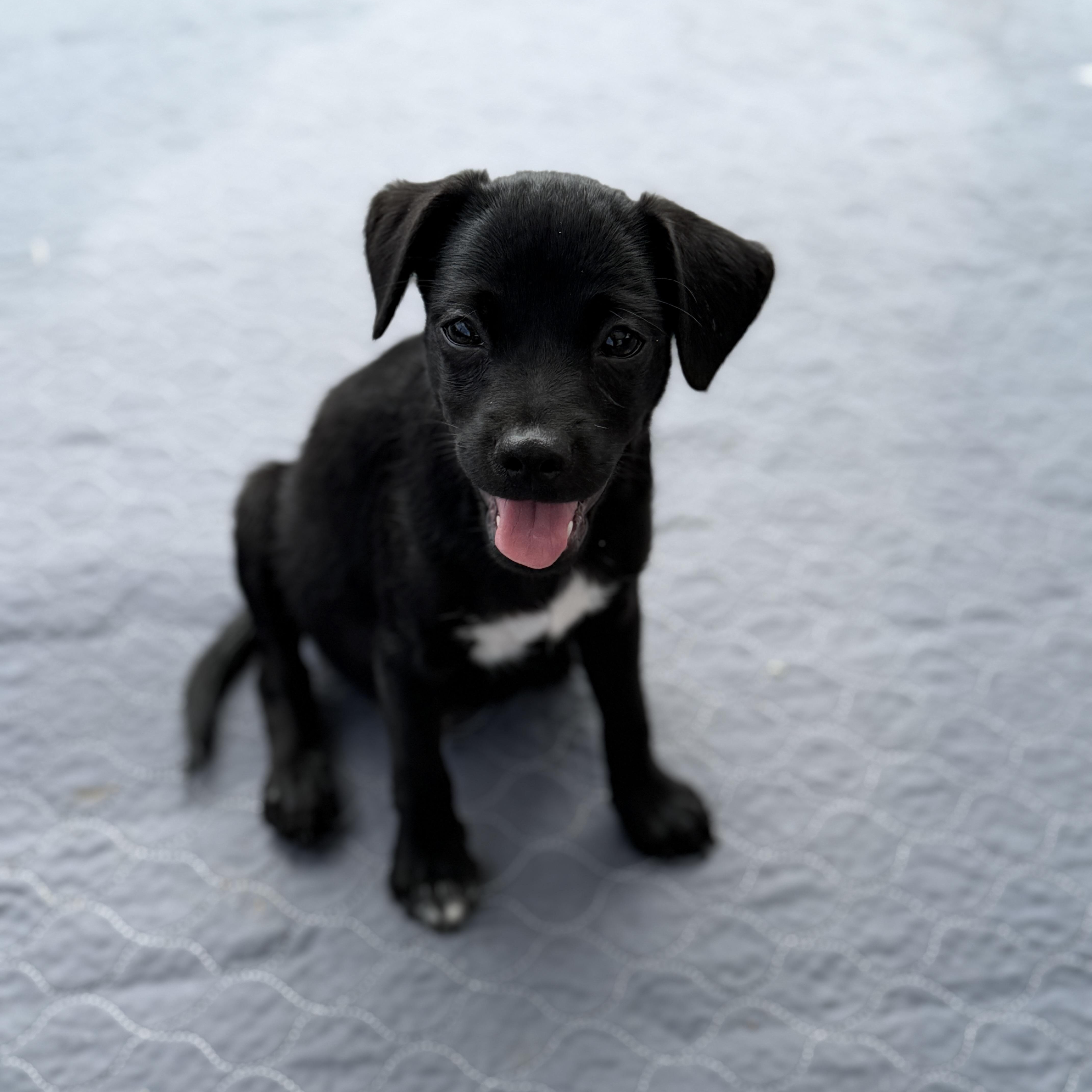 Rye, Adoptable, Puppy Male Black Labrador Retriever.