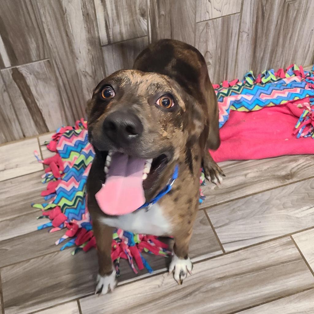 Maximus Blue, Adoptable, Adult Male Catahoula Leopard Dog & Mixed Breed.