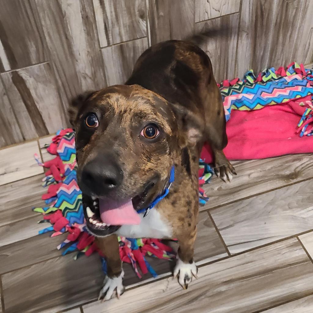 Maximus Blue, a Adoptable mixed breed in West Des Moines, IA image 2/6