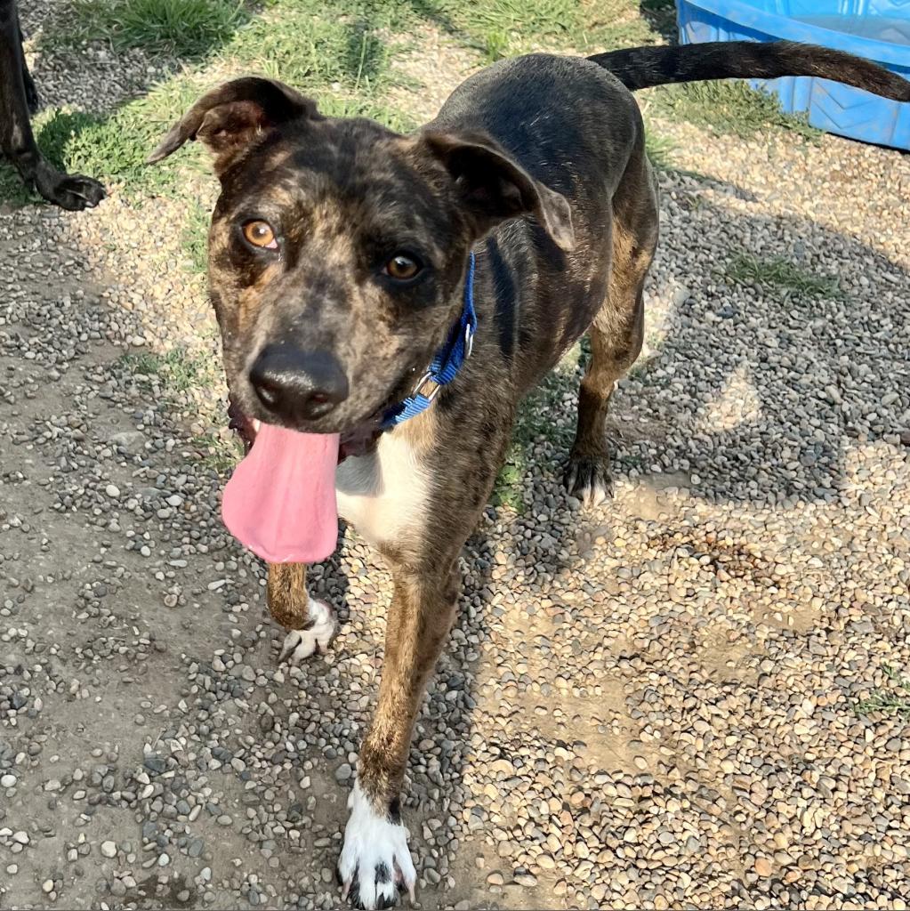 Maximus Blue, a Adoptable mixed breed in West Des Moines, IA image 3/6