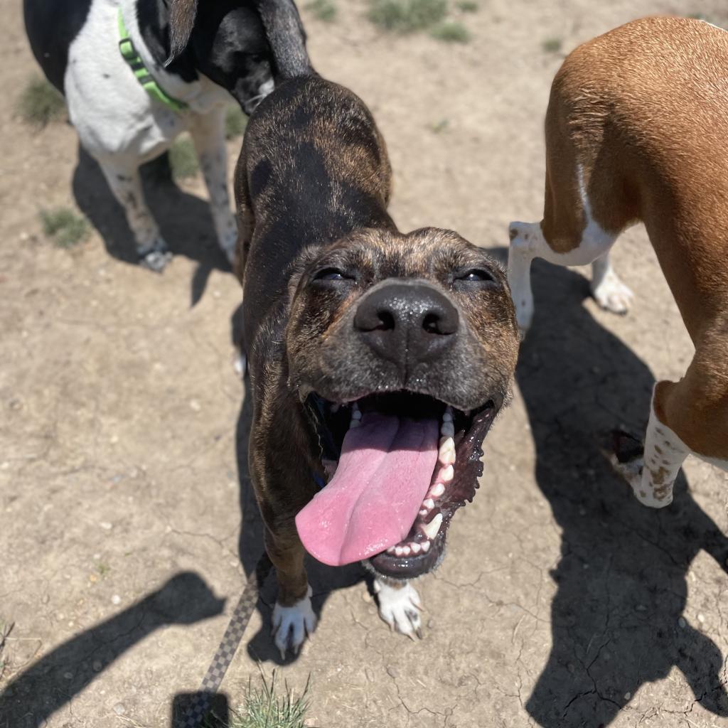 Maximus Blue, a Adoptable mixed breed in West Des Moines, IA image 4/6