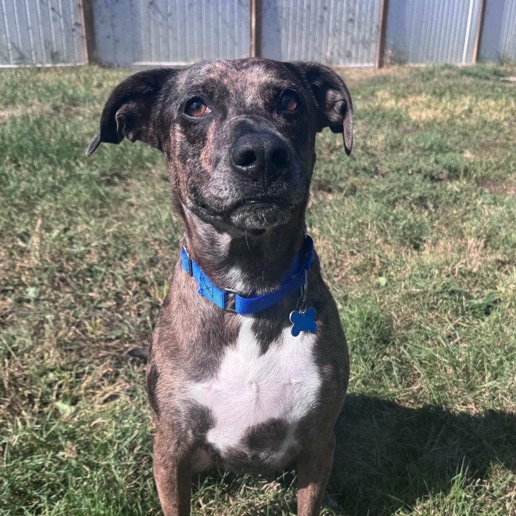 Maximus Blue, a Adoptable mixed breed in West Des Moines, IA image 5/6
