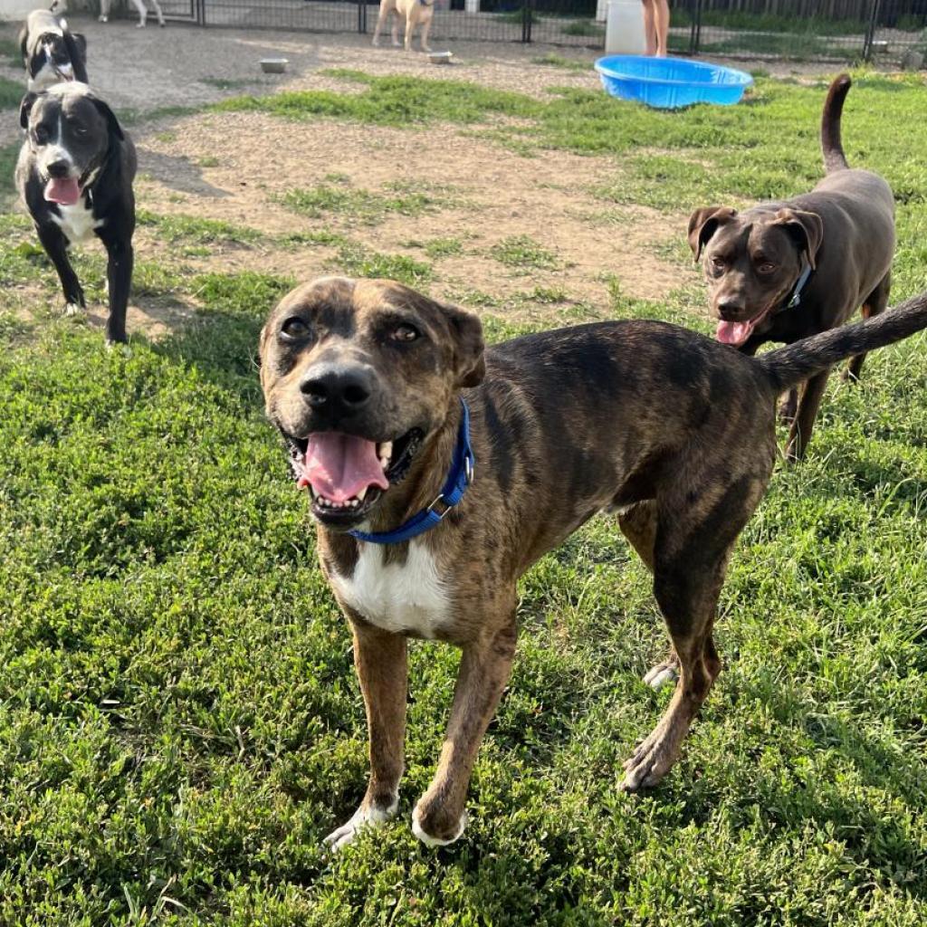Maximus Blue, a Adoptable mixed breed in West Des Moines, IA image 6/6