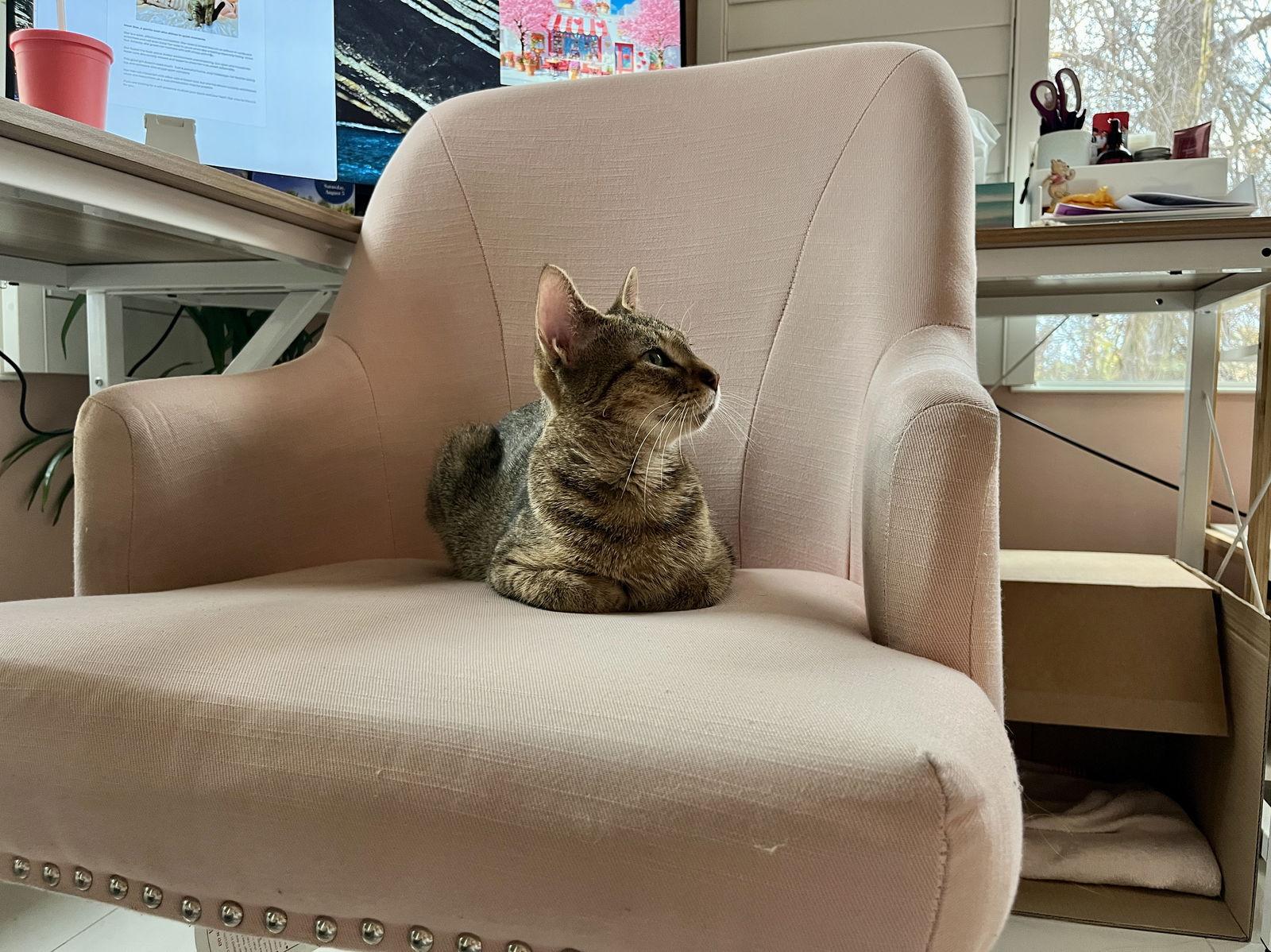 Enlarge Star, a Adoptable Tabby in Orlando, FL image 2/3