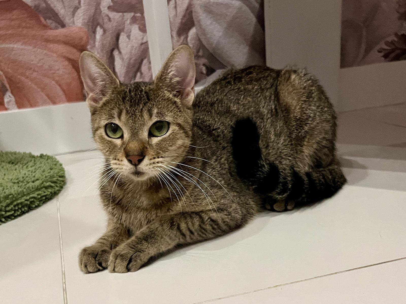 Enlarge Star, a Adoptable Tabby in Orlando, FL image 3/3