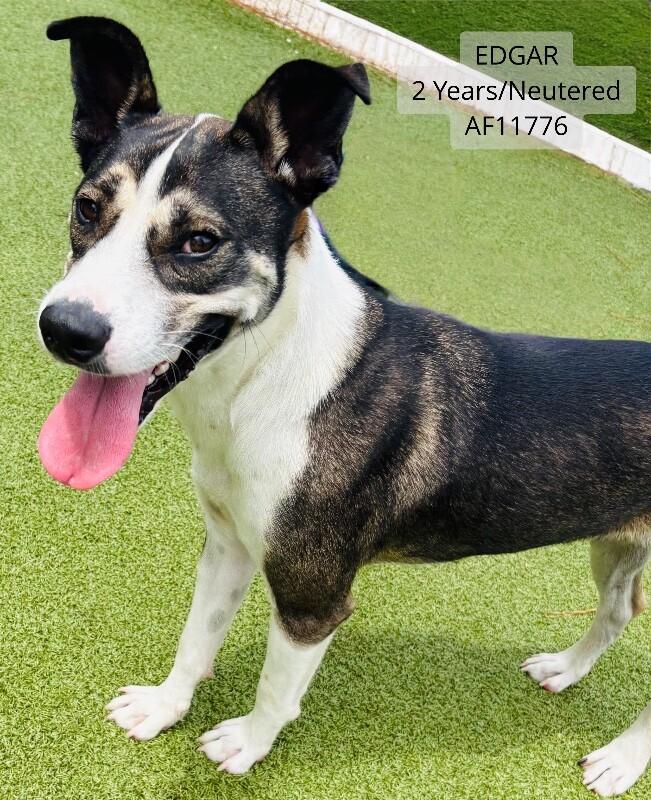 Edgar, Adoptable, Adult Male Hound & Mixed Breed.