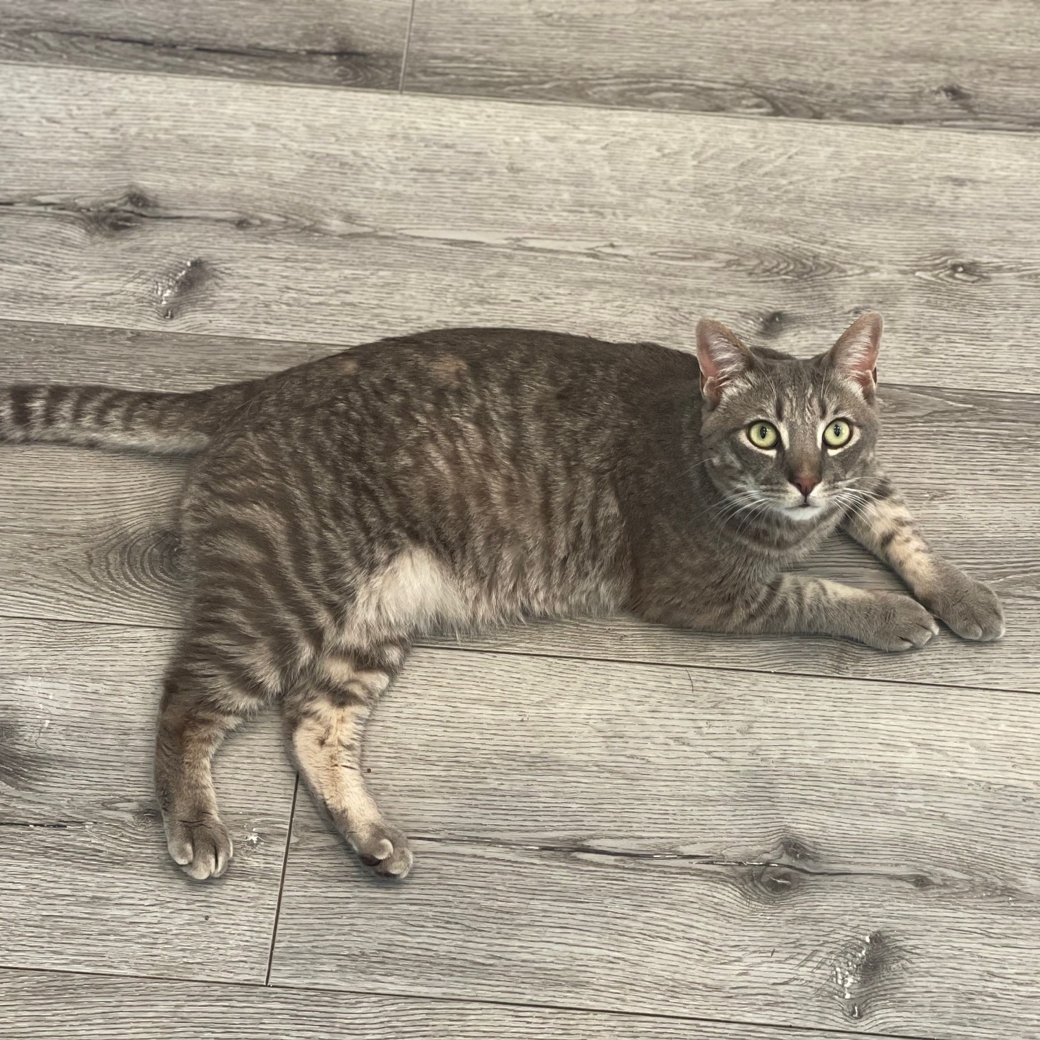 Enlarge Paolo, a Adoptable mixed breed in Morgan Hill, CA image 4/6