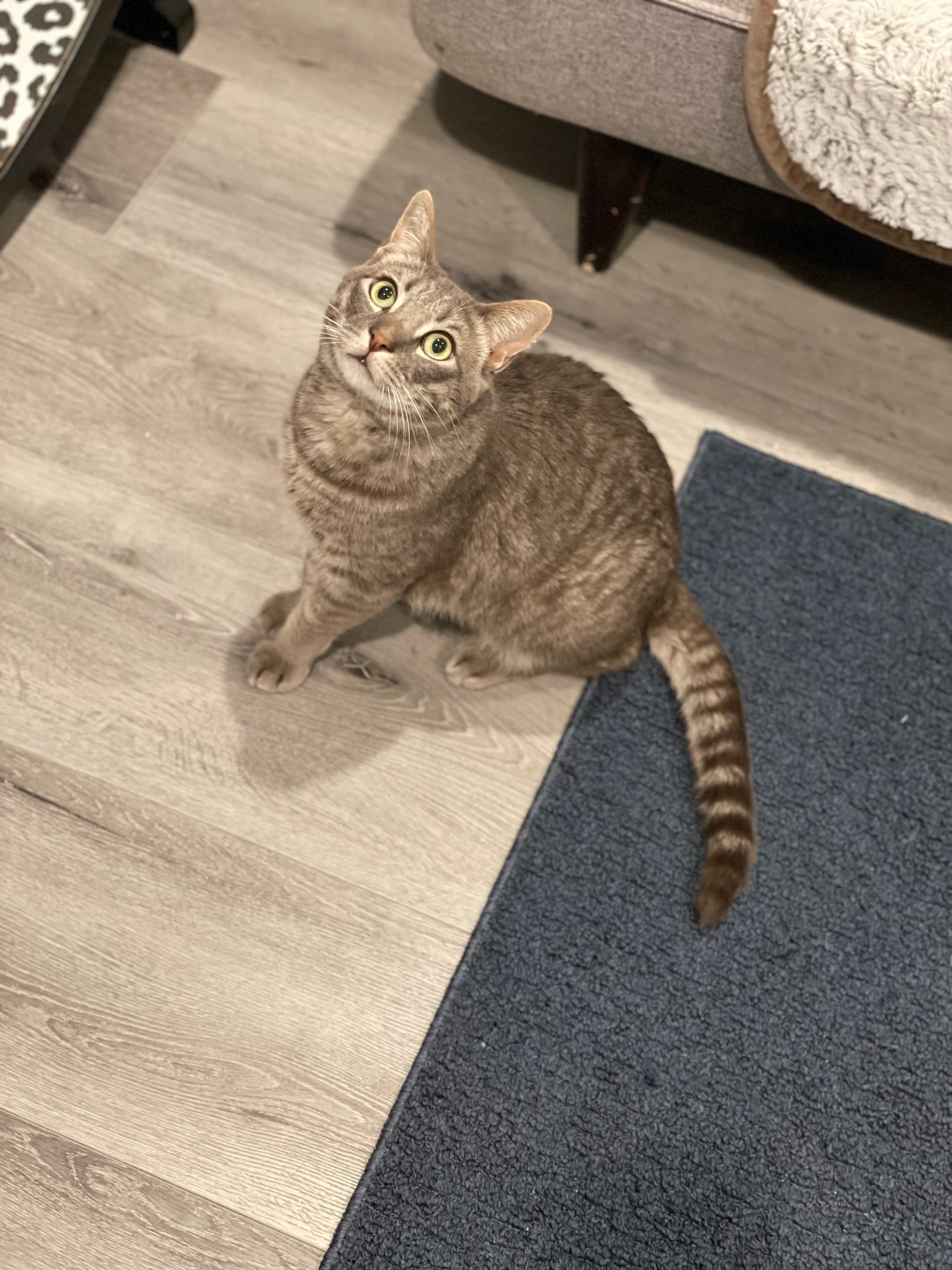 Enlarge Paolo, a Adoptable mixed breed in Morgan Hill, CA image 6/6