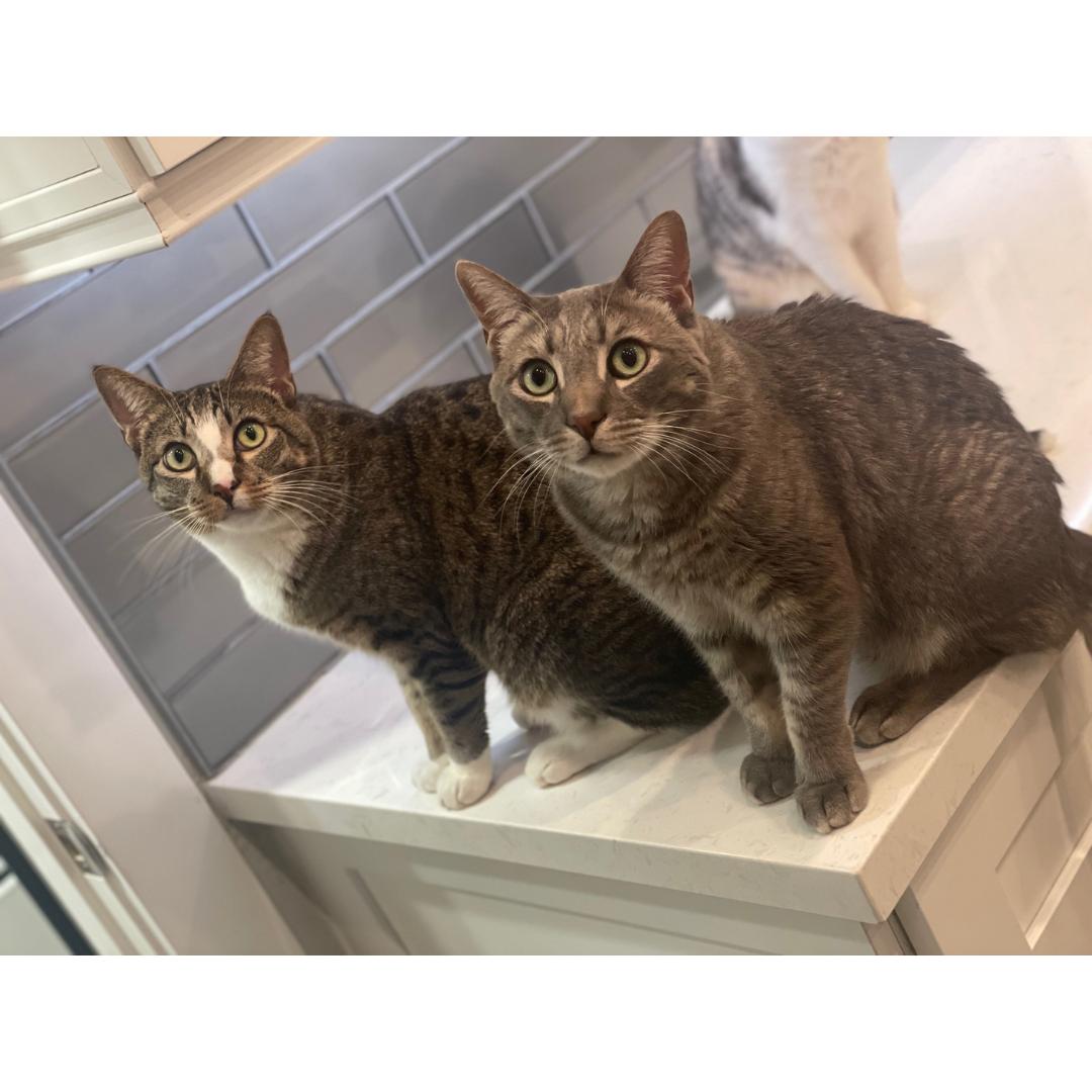 Enlarge Paolo, a Adoptable mixed breed in Morgan Hill, CA image 3/6