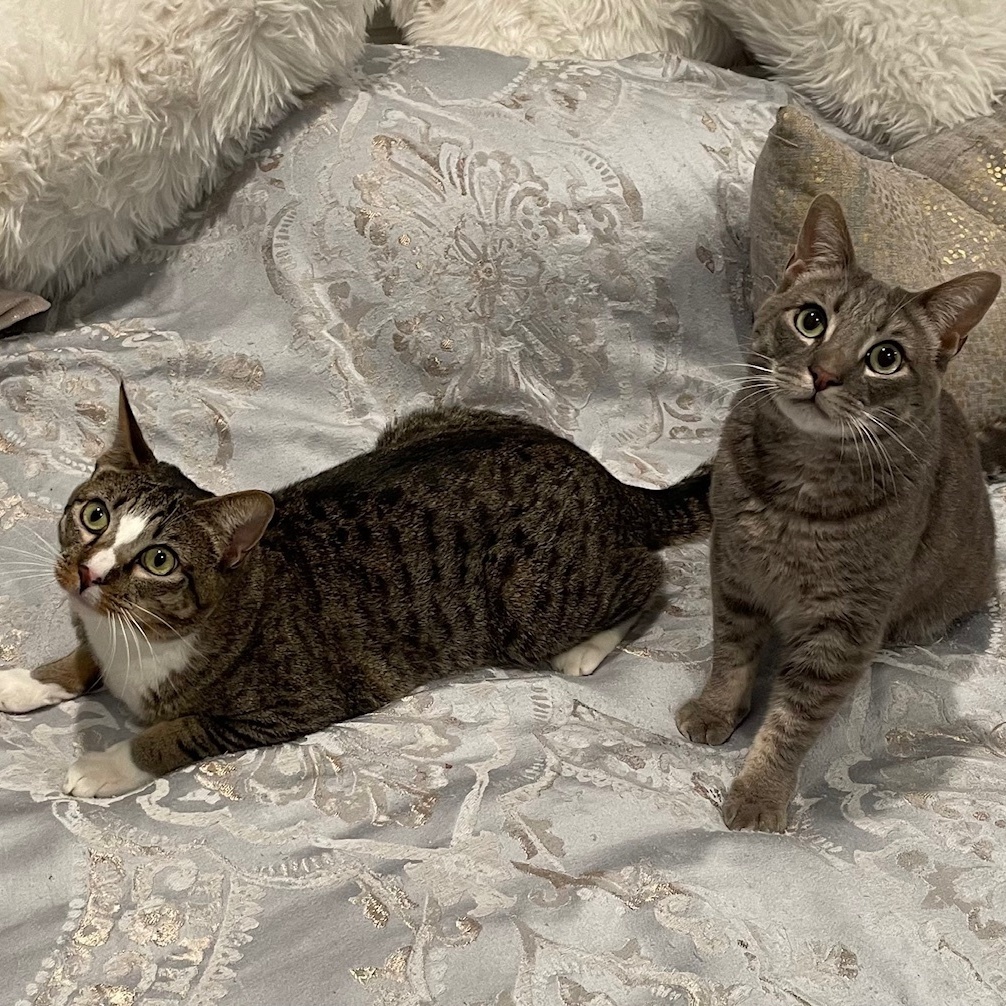 Enlarge Paolo, a Adoptable mixed breed in Morgan Hill, CA image 2/6