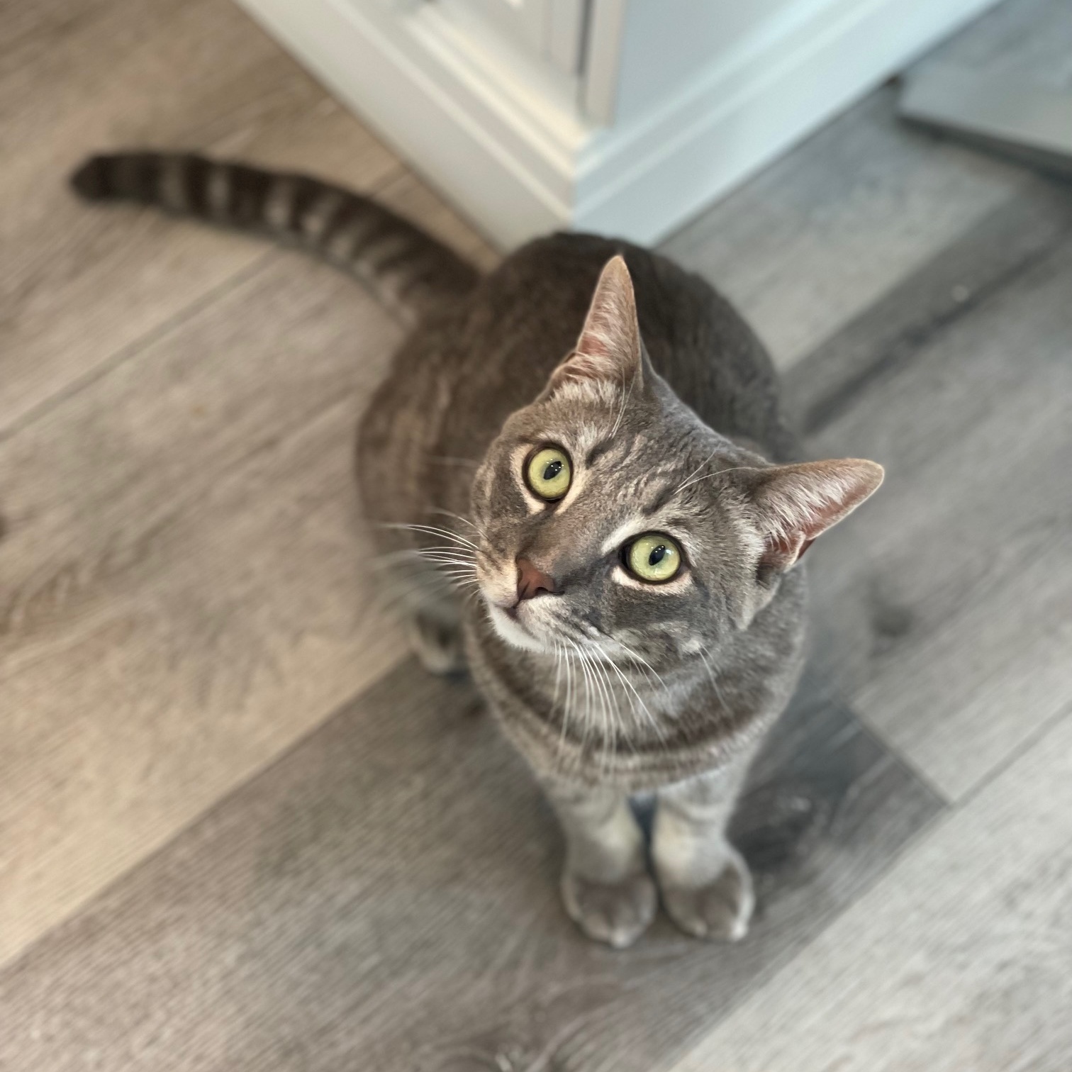 Enlarge Paolo, a Adoptable mixed breed in Morgan Hill, CA image 5/6