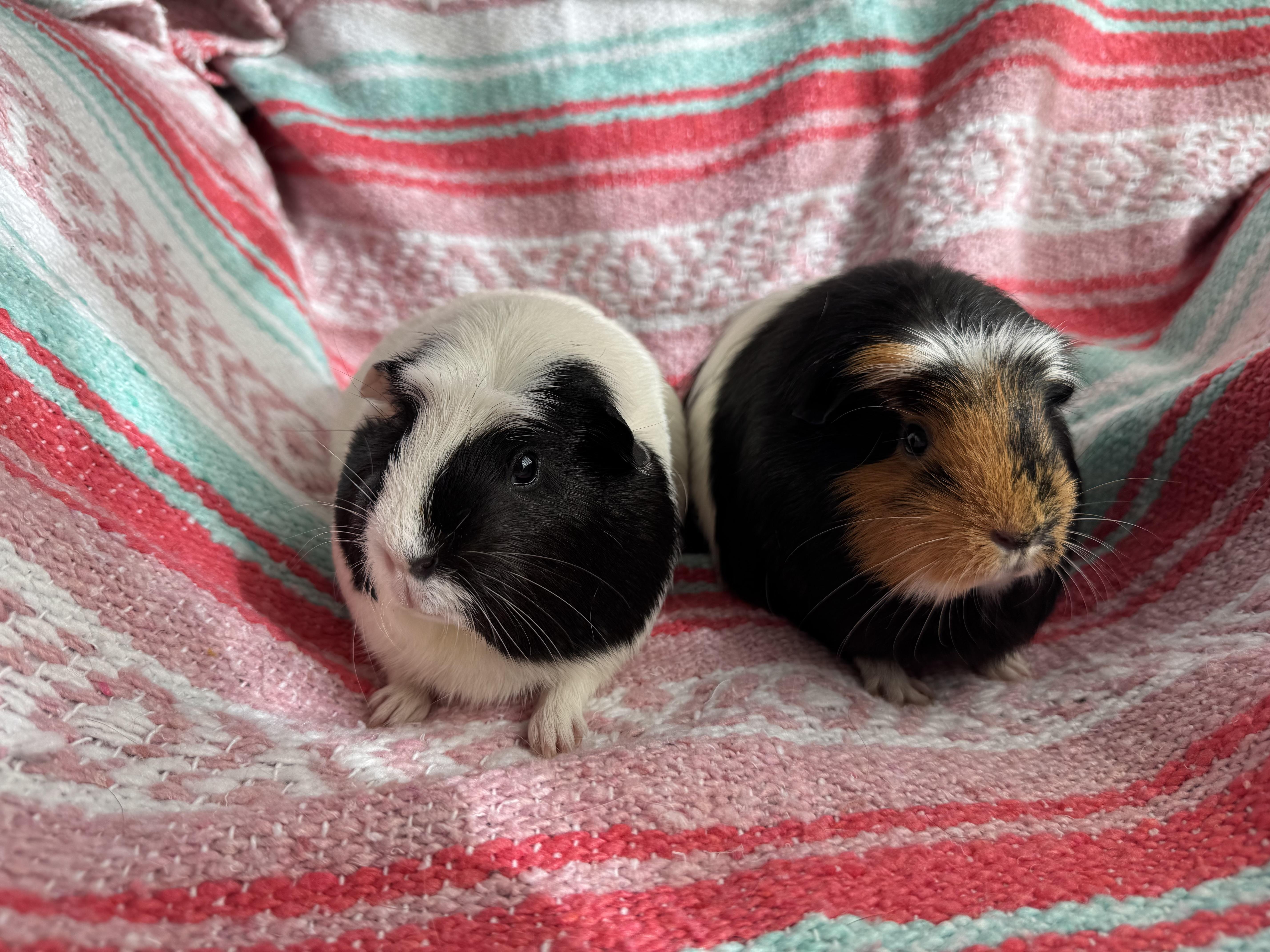 Lettie and Lucy, adoptable, Adult Female Guinea Pig.