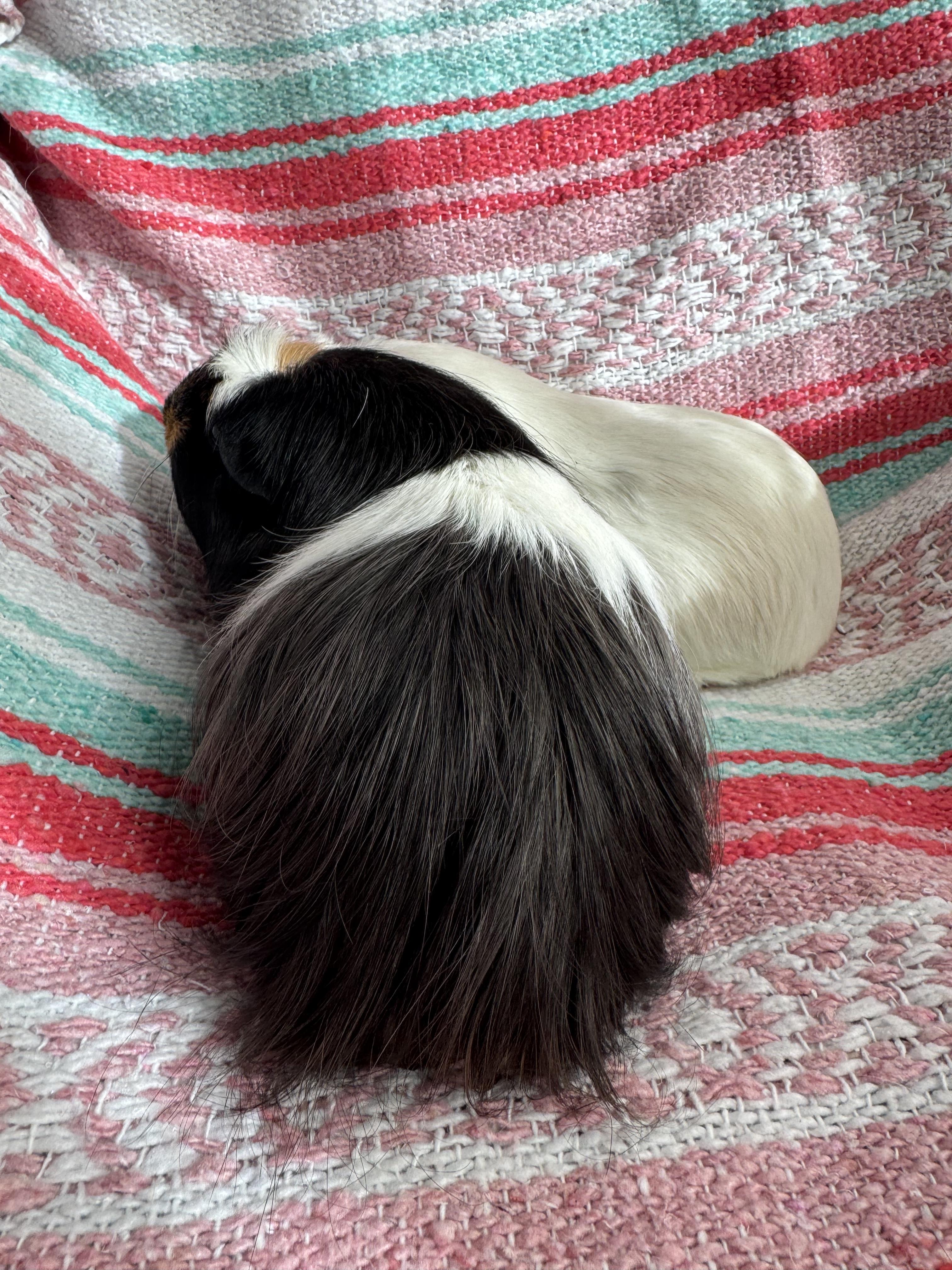 Enlarge Lettie and Lucy, an adoptable Guinea Pig in Walnut Grove, CA image 3/4