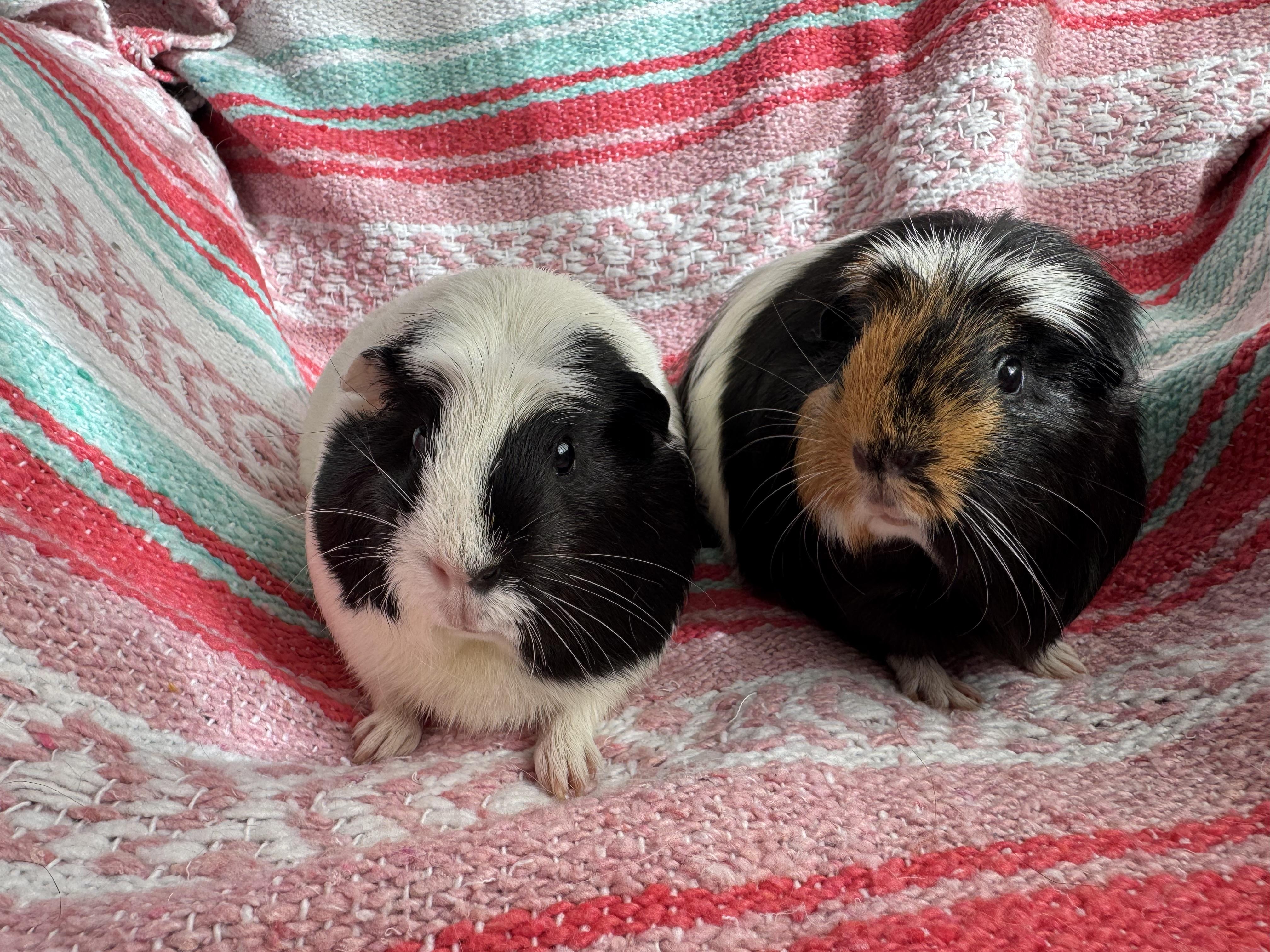 Enlarge Lettie and Lucy, an adoptable Guinea Pig in Walnut Grove, CA image 4/4