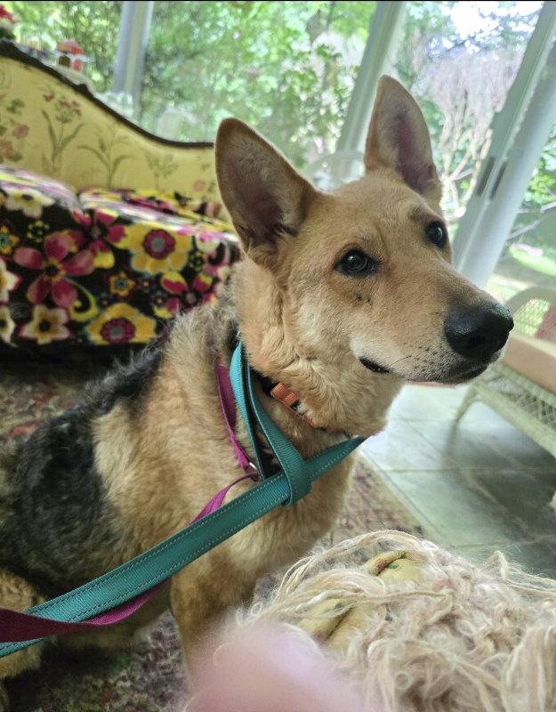 Sally, Adoptable, Young Female German Shepherd Dog & Airedale Terrier.