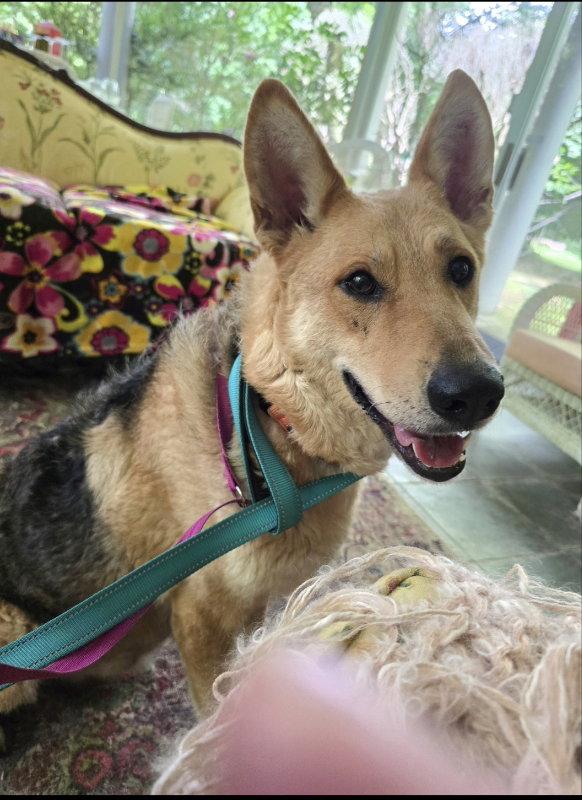 Enlarge Sally, a Adoptable mixed breed in Winston Salem, NC image 2/3