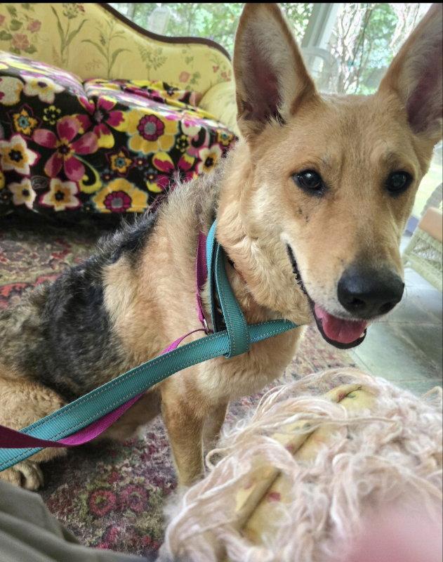 Enlarge Sally, a Adoptable mixed breed in Winston Salem, NC image 3/3