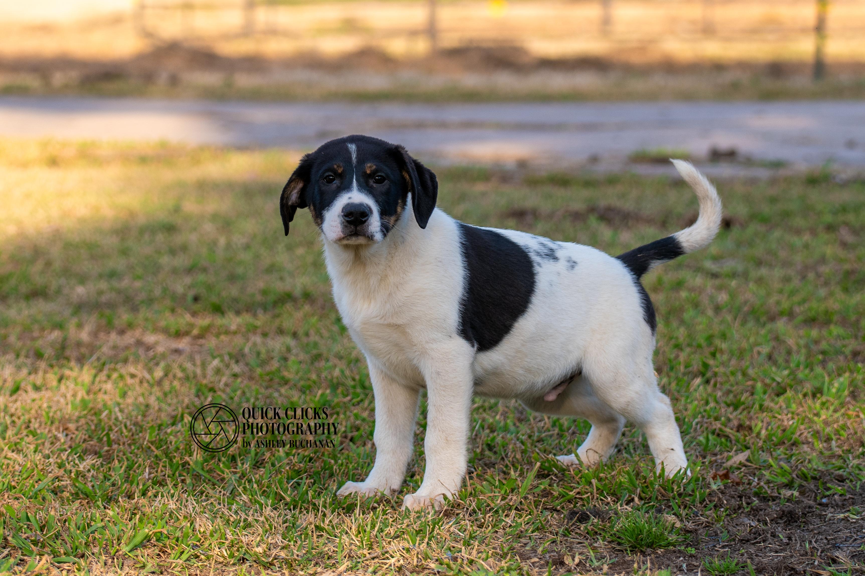 Enlarge SCOUT - Transport Available, a Adoptable English Foxhound in Grove City, PA image 2/5