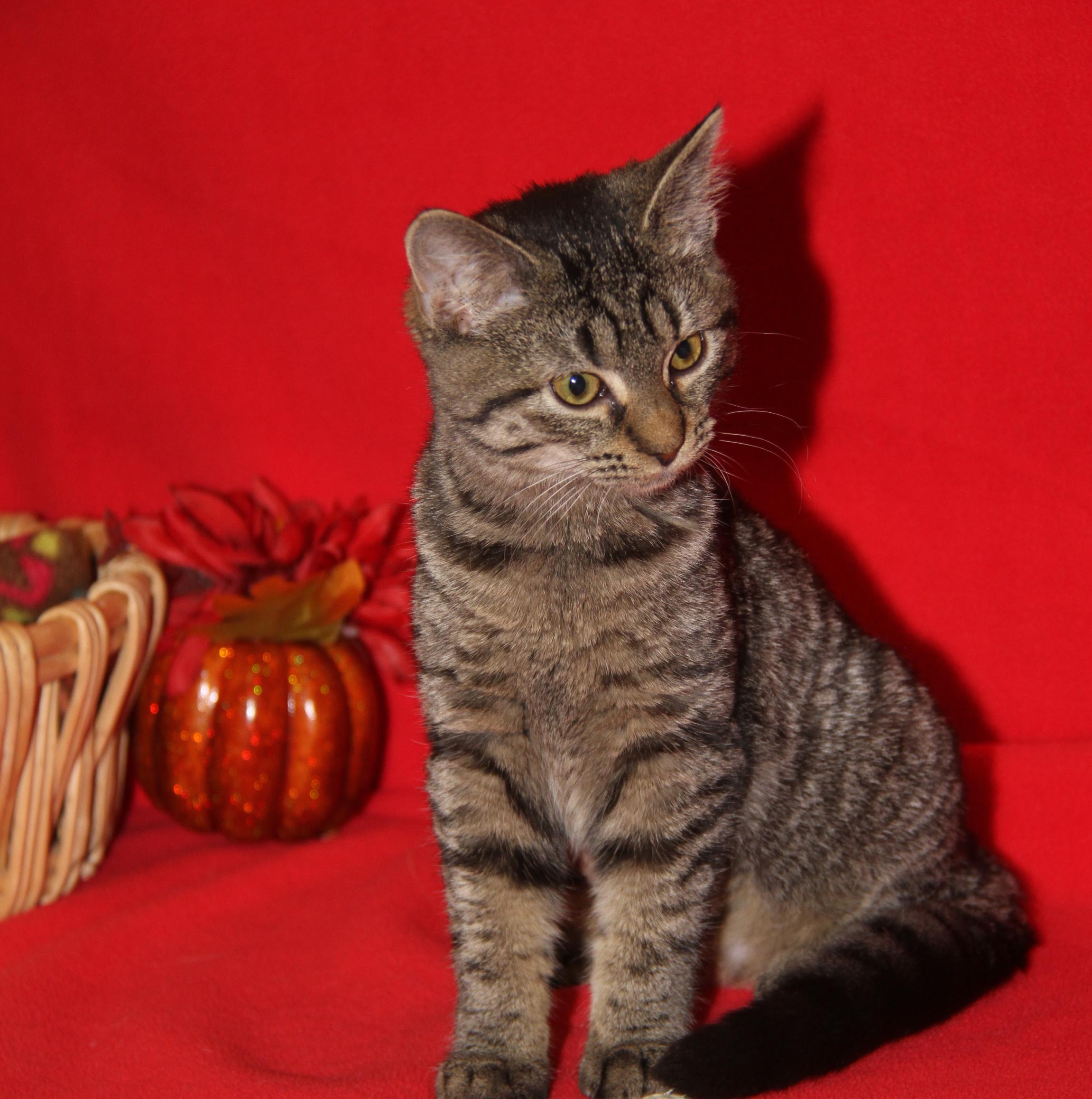 Nancy Thompson thumbnail 2