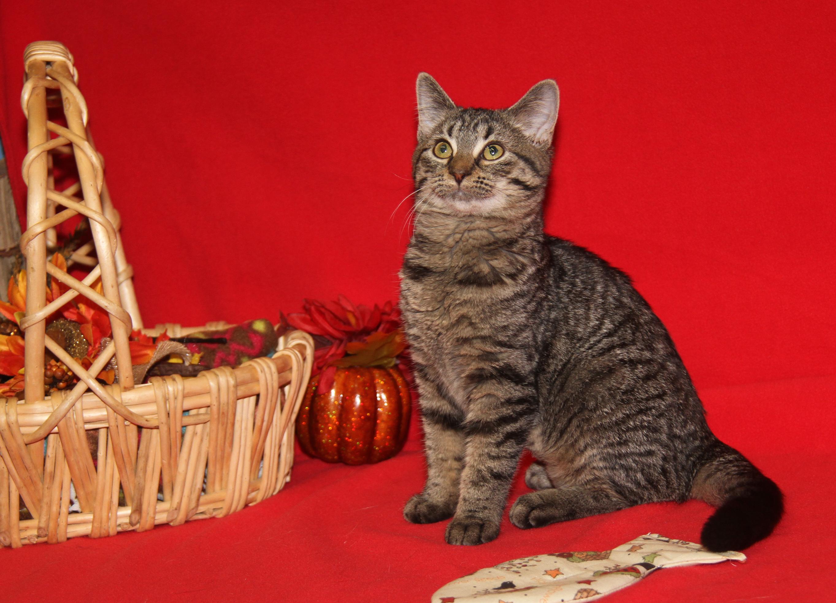 Nancy Thompson thumbnail 3