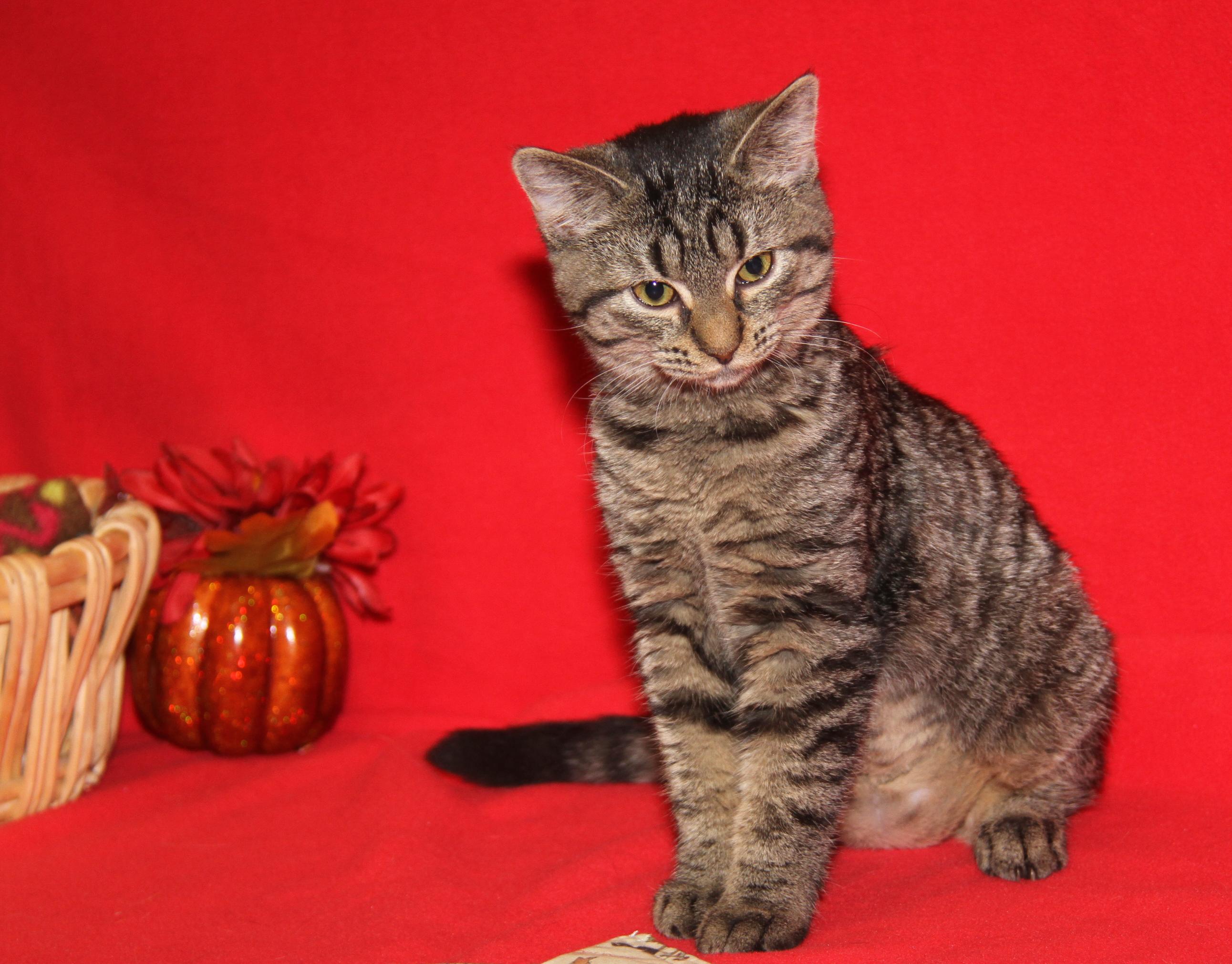 Nancy Thompson thumbnail 4