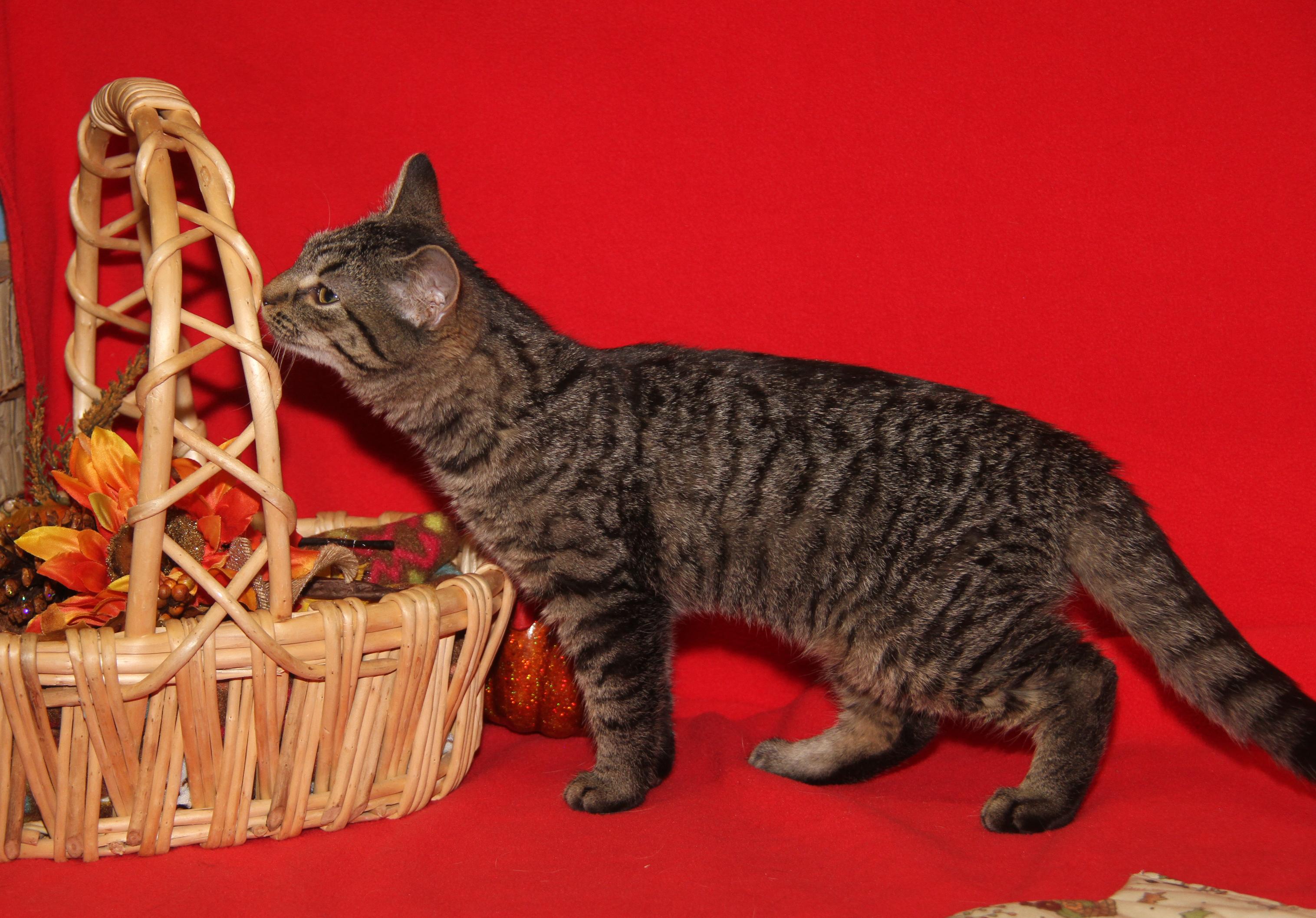 Nancy Thompson thumbnail 6