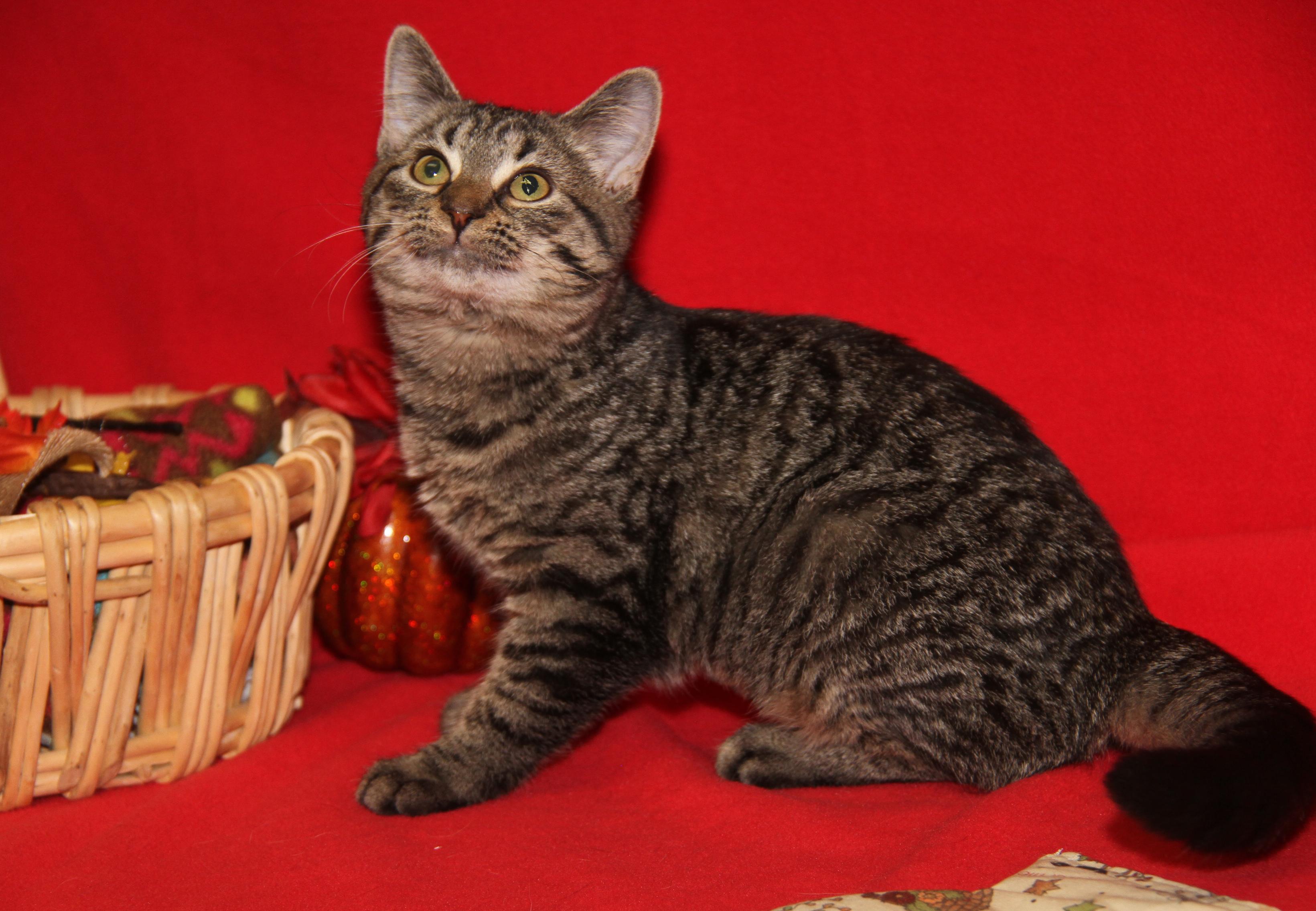 Nancy Thompson thumbnail 7