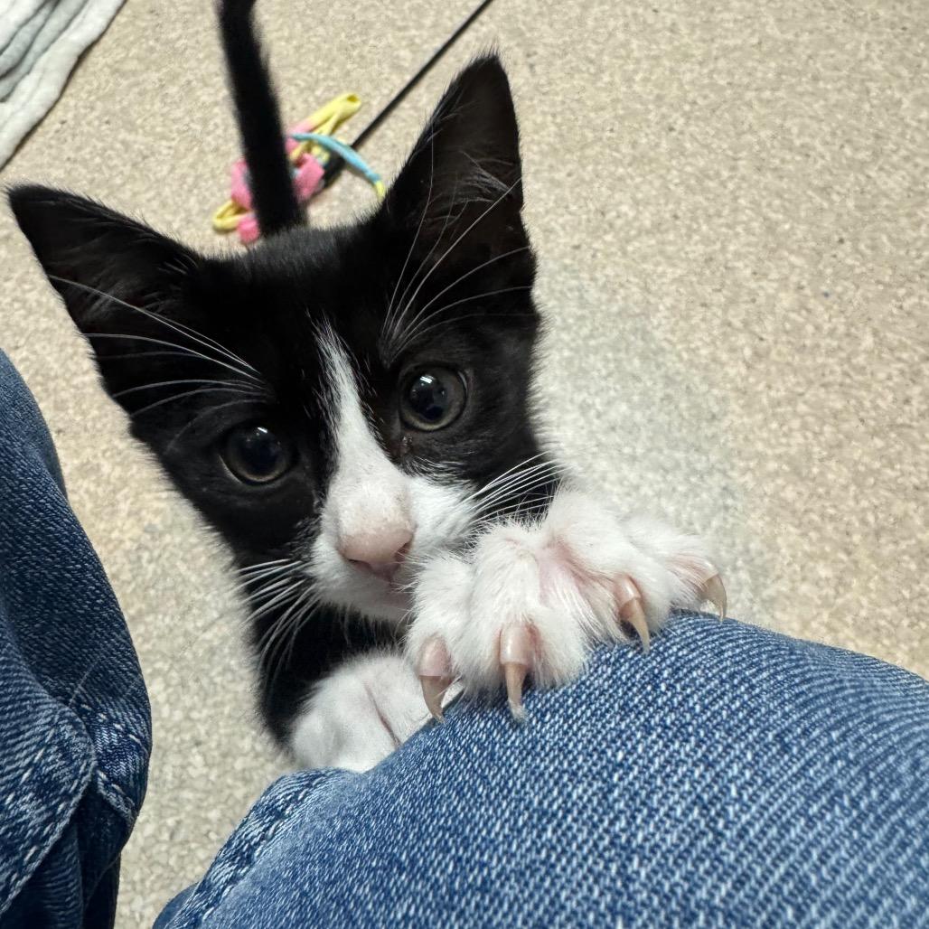 Acai, Adoptable, Kitten Female Domestic Long Hair.
