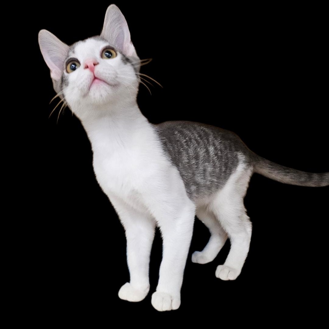 Bean Frances, adopted, Kitten Male Tabby.