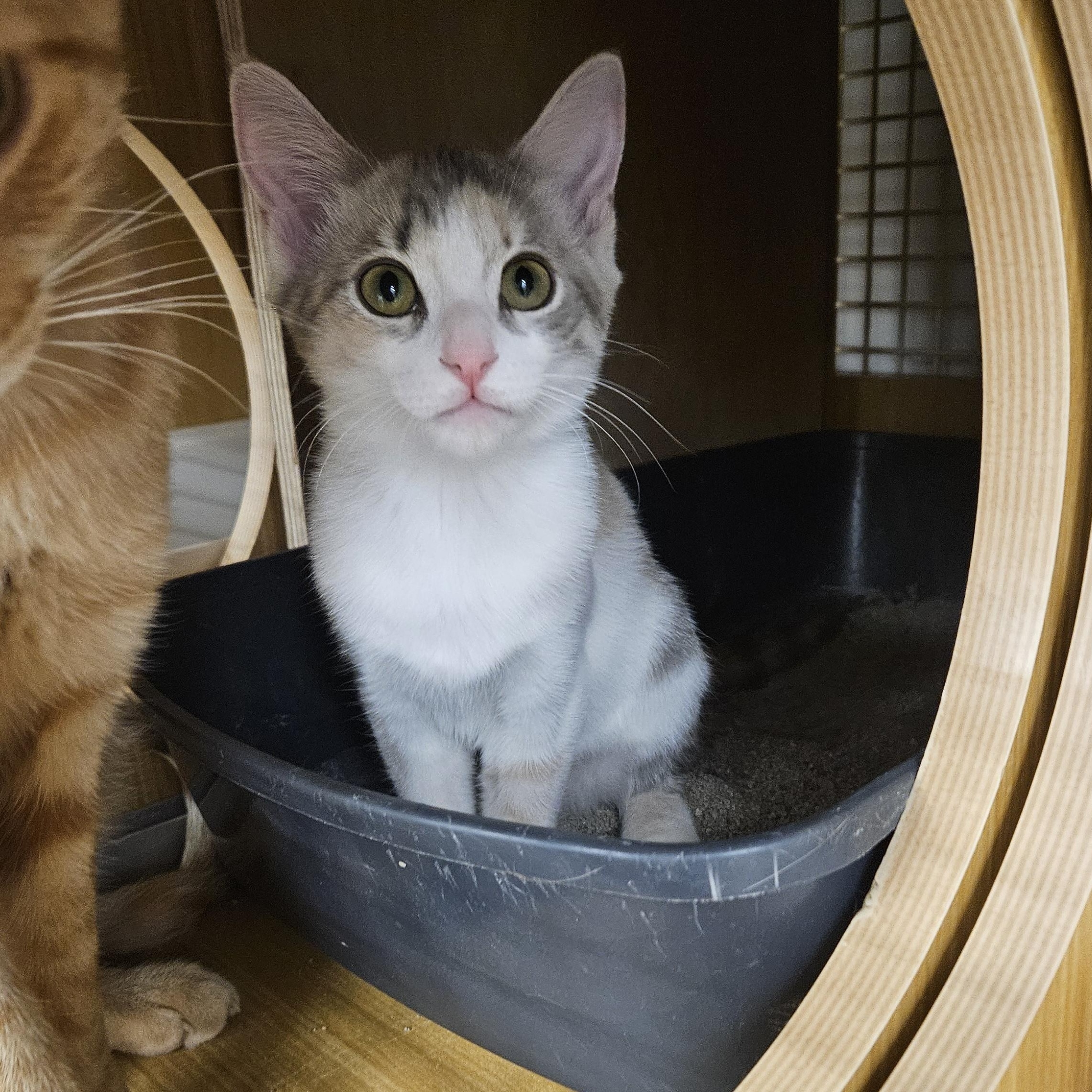 Enlarge Bean Frances, an adopted Tabby in Phoenix, AZ image 4/4