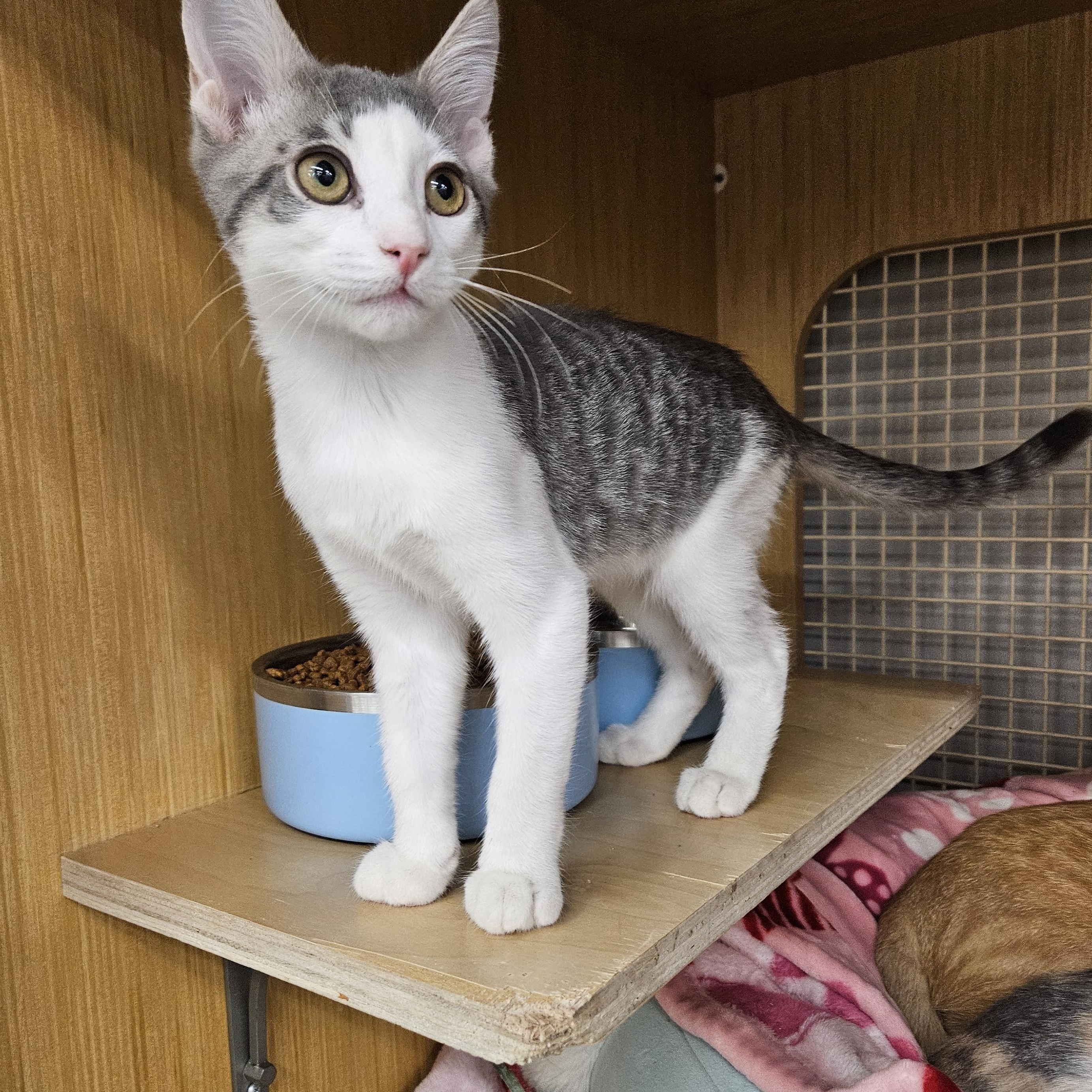 Enlarge Bean Frances, an adopted Tabby in Phoenix, AZ image 3/4