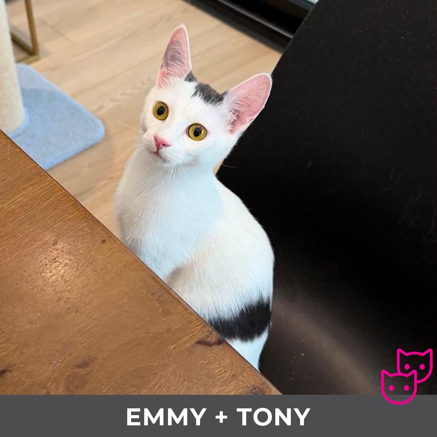 Emmy (bonded with Tony), a ADOPTABLE Domestic Short Hair in Etobicoke, ON image 2/5