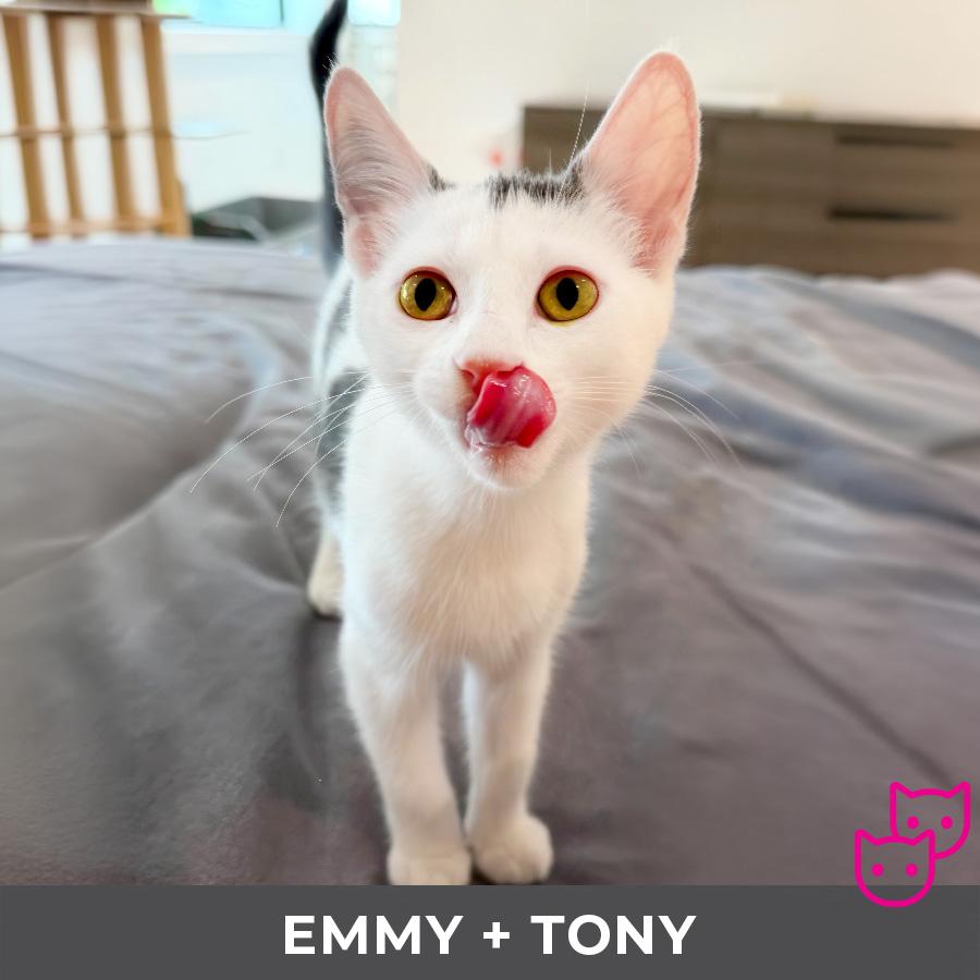 Emmy (bonded with Tony), a ADOPTABLE Domestic Short Hair in Etobicoke, ON image 3/5