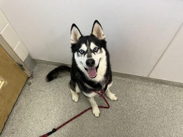 KODA, Adoptable, Adult Male Siberian Husky.