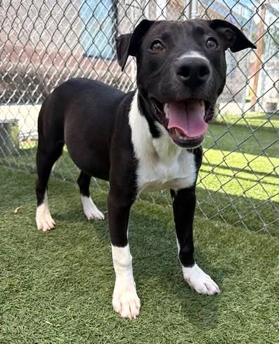 THELMA, Adoptable, Young Female Mixed Breed.