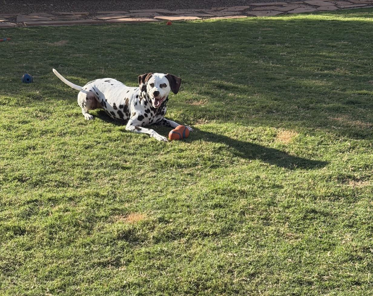 Enlarge Maple-Phoenix, AZ - Foster Only, a Adoptable Dalmatian in Phoenixi, AZ image 3/3