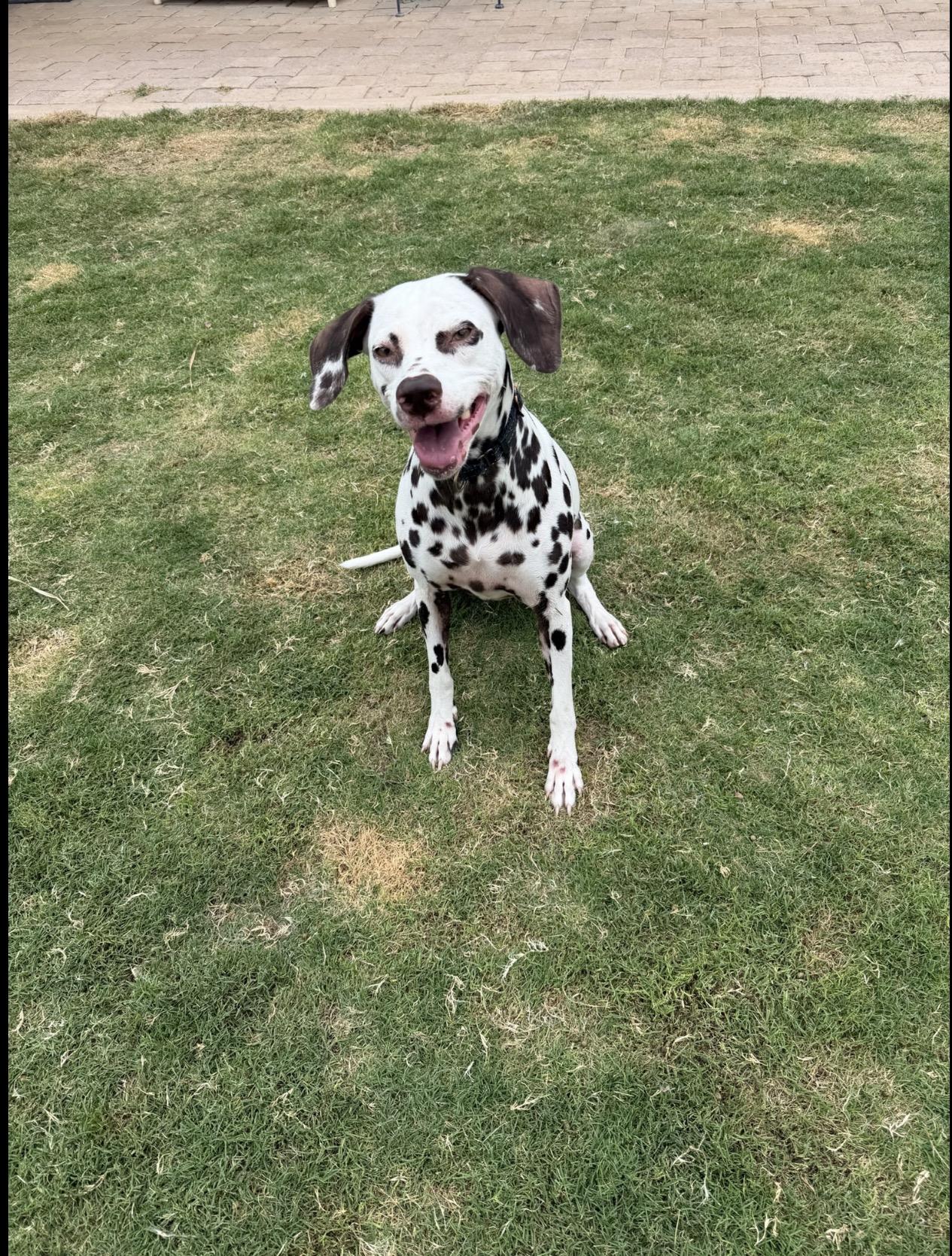 Enlarge Maple-Phoenix, AZ - Foster Only, a Adoptable Dalmatian in Phoenixi, AZ image 2/3