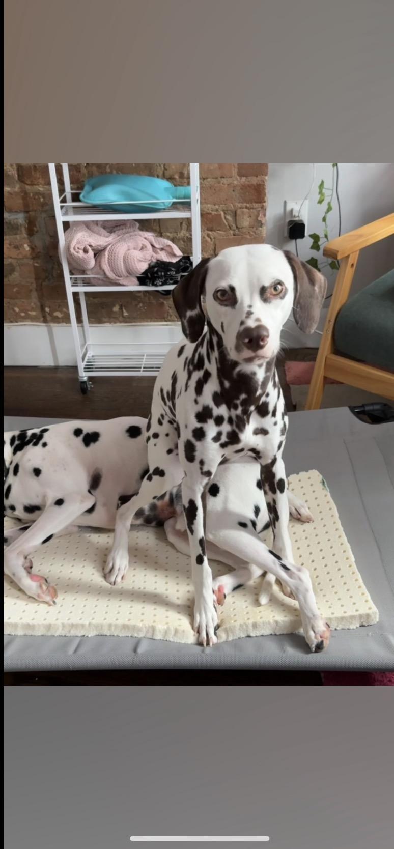 Maple-Phoenix, AZ - Foster Only, Adoptable, Young Female Dalmatian.