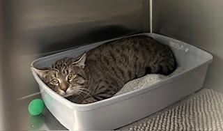 Enlarge PEPPER, a Adoptable Domestic Short Hair in Santa Monica, CA image 1/1