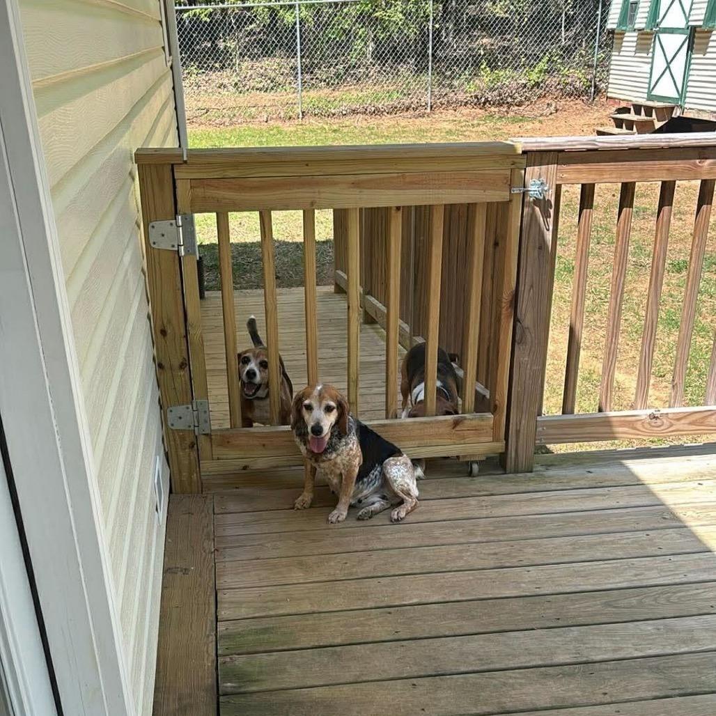 Elsie, Adoptable, Adult Female Beagle & Mixed Breed.