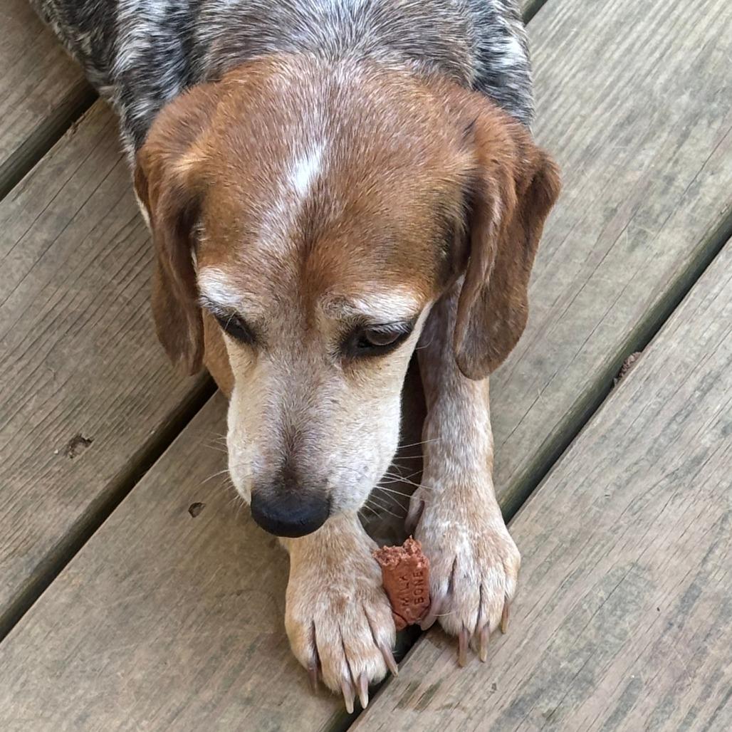 Enlarge Elsie, a Adoptable mixed breed in Raleigh, NC image 2/4