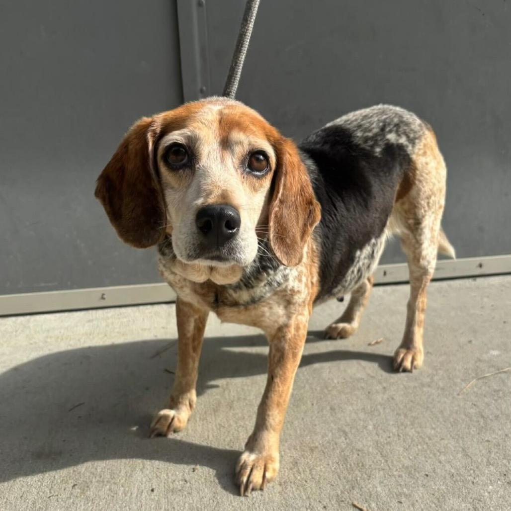 Enlarge Elsie, a Adoptable mixed breed in Raleigh, NC image 4/4
