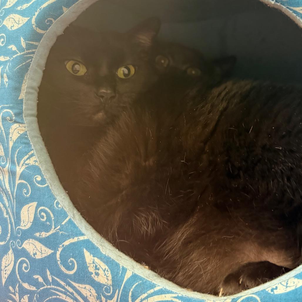 Bear, a Adoptable Domestic Short Hair in Blairsville, GA image 2/2